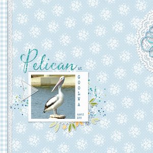 Pelican