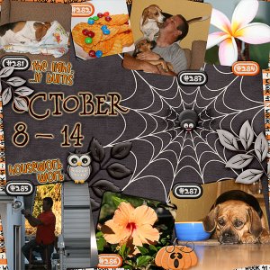 Lisa's Week Forty-One