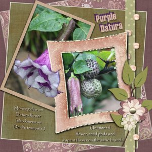 Purple Datura