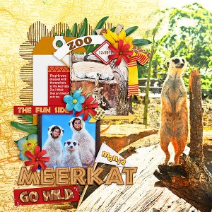 Meerkat mania