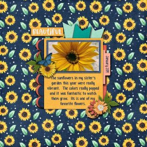 Sun Flowers