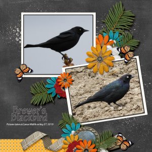 Brewer_s_Blackbird_Travelogue_Minnesots