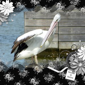 Pelican