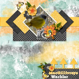 MacGillivrays_Warbler_ws37_chase_the_sun