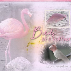 Birds of a feather