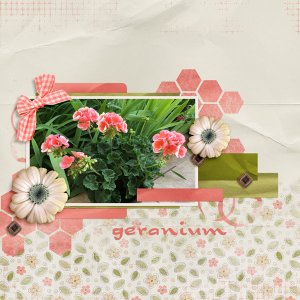 Geranium