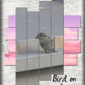 Bird on a fence