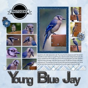 Blue Jay Photo Shoot