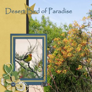 Desert Bird of Paradise