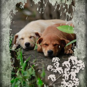 NAP