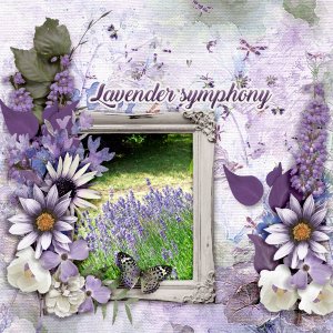 Lavender-symphony