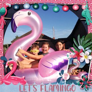 lets flamingo