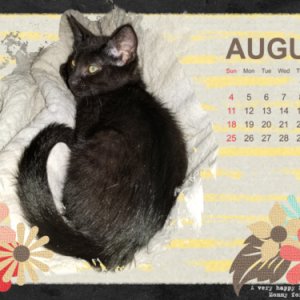 Shadow Snuggling August Desktop Calendar 2019