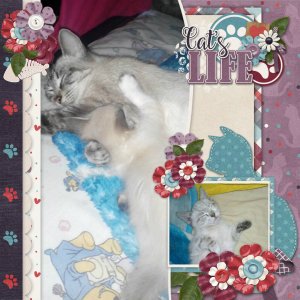 Cat_s_life