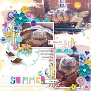 Summer Torties