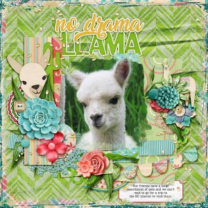 No Drama Llama