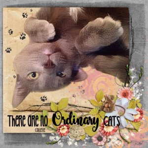 No Ordinary Cat