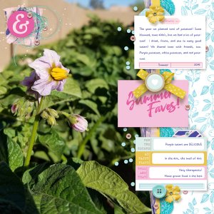 Potato Blossom