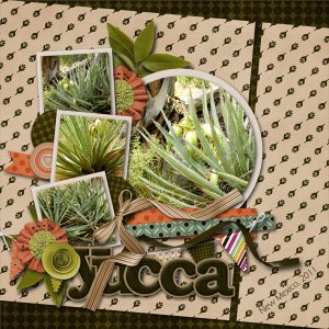 Yucca