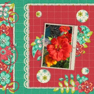Red Zinnia