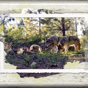 ATC 2019-097 Family