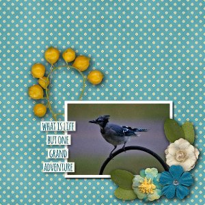 Blue Jay