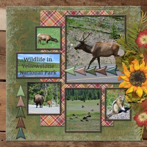 Wildlife in Yellow Stone National Park