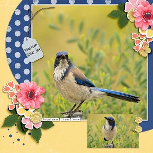 Scrub Jay