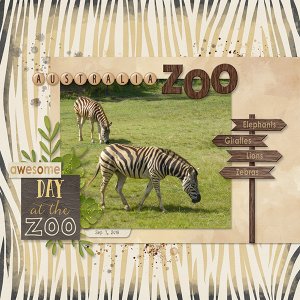 Zebras in Australia Zoo