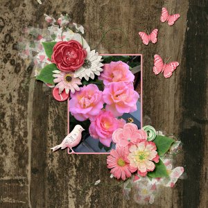 Summer Blooms