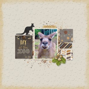 Kangaroo at Australia Zoo