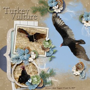 Turkey_Vulture_small