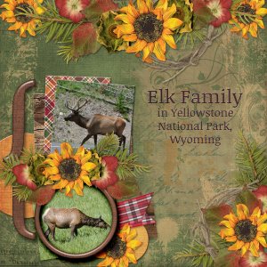 Elk Family in Yellowstone National Park, Wyoming