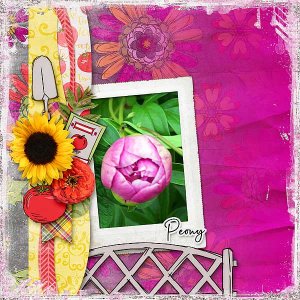 Peony