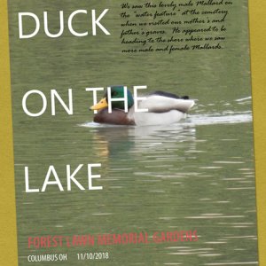 Duck on the Lake