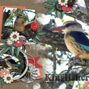 Kingfisher