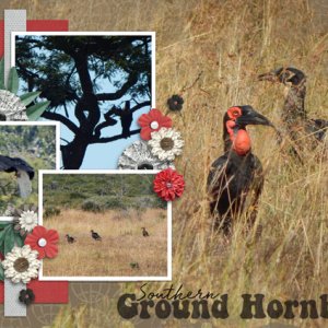 Hornbill