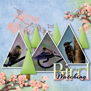 Bird Watching