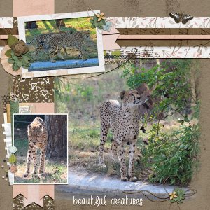 beautiful creatures
