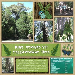 Yellowwood tree_11thBirthday_Bingo