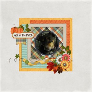 Pick of the Patch - Choco