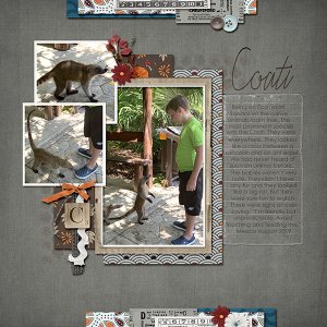 Coati