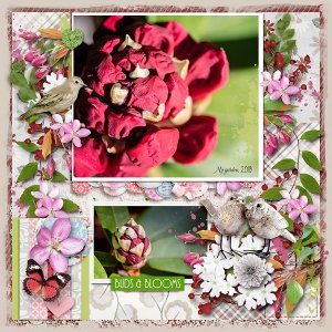 Buds And Blooms