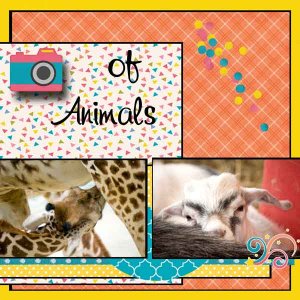 Happiness is Taking Photos of Animals