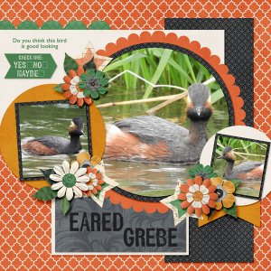 eared_grebe-yes_no_maybe