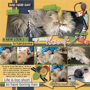 Hair cut day for Fur Babies