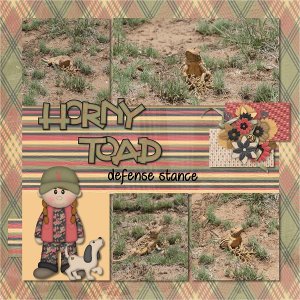 Horny Toad