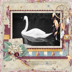 Swan on the River Great Ouse