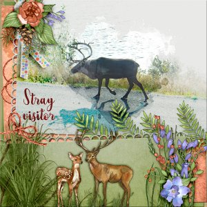 Stray-Visitor