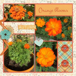 Orange blooms - Sept color challenge